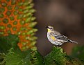 Picture Title - Yellow Rumped Warbler 2