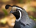 Picture Title - Male California Quail