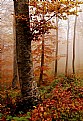 Picture Title - Trees in the fog