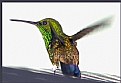 Picture Title - humming bird#2