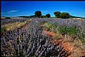 Picture Title - Lavender fields for ever