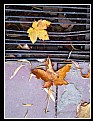 Picture Title - FALL
