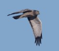 Picture Title - Northern Harrier