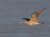 Marbled Godwit