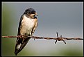 Picture Title - Barn Swallow Hirundo rustica