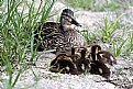 Picture Title - Mother and Babies