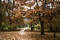 Picture Title - Autumn park