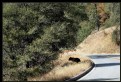 Picture Title - Wild Sequoia Black Bear