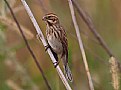 Picture Title - Emberiza schoeniclus