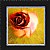 Una Rosa
