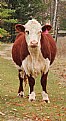 Picture Title - Moo