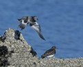 Picture Title - Surfbird and Black Turnstone