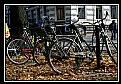 Picture Title - Autumn in Goteborg II