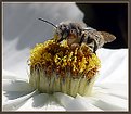 Picture Title - Bee Feast