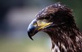 Picture Title - Juvenile Eagle