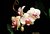 Longwood Orchids (s832)