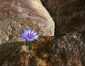 Picture Title - Rocks and a cornflower.