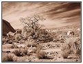Picture Title - Desert Tree Infrared