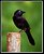 A Grackle's Portrait