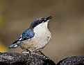 Picture Title - White Breasted Nuthatch 