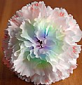 Picture Title - Dyed Carnation