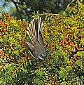 Picture Title - Fantail