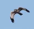 Picture Title - Northern Harrier