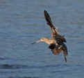 Picture Title - Marbled Godwit