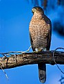 Picture Title - Coopers Hawk