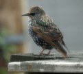 Picture Title - Starling