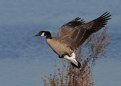 Picture Title - Canadian Goose