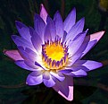 Picture Title - Waterlily 2