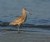 Godwit at Sunset