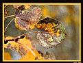 Picture Title - Aspen Leaf