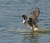 Northern Pintail