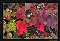 Picture Title - Autumn Leaves (d2907)