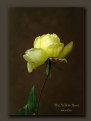 Picture Title - The Yellow Rose