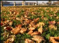 Picture Title - Autumn at the Park