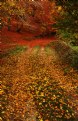 Picture Title - autumn time_08