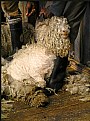 Picture Title - Sheep Shaving II