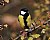 Parus major