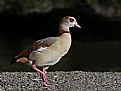 Picture Title - Egyptian Goose