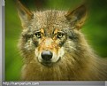 Picture Title - wolf