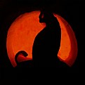 Picture Title - Spooky Cat Pumpkin