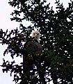 Picture Title - Eagle