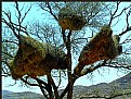 Picture Title - Little Birds' Nest
