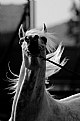 Picture Title - Arabian Horse