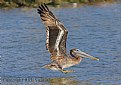 Picture Title - Brown Pelican Takeoff
