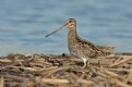 Picture Title - Wilson Snipe