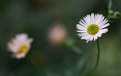 Picture Title - Daisy